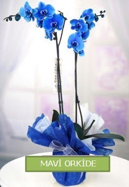 2 dall mavi orkide Abidinpaa iek yolla , iek gnder 