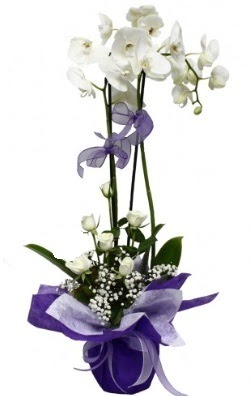 2 dall beyaz orkide 5 adet beyaz gl Misket iek siparii 