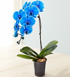 1 dall sper esiz mavi orkide Glveren ieki maazas 