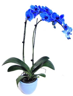 Seramikli 2 dall sper esiz mavi orkide Kkkaya online iek gnderme