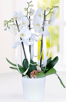 3 dall beyaz orkide Hseyingazi iek gnderme  
