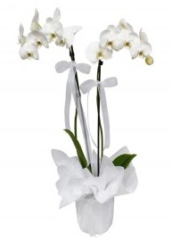 2 dall beyaz orkide Kaya iek siparii sitesi 