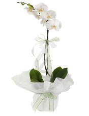 1 dal beyaz orkide iei Yeilbayr gvenli kaliteli hzl iek 