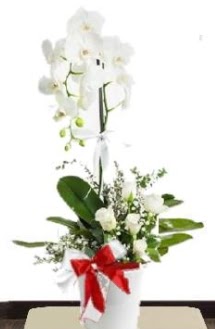 Tek dall beyaz orkide 5 beyaz gl irintepe yurtii iek siparii 