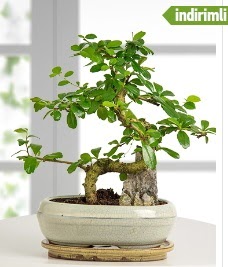 S eklinde ithal gerek bonsai japon aac kaliteli taze ve ucuz iekler 