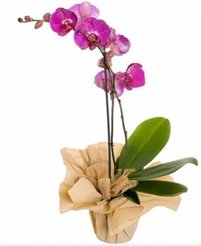 Tek dal mor orkide Akdere nternetten iek siparii 