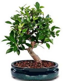 5 yanda japon aac bonsai bitkisi Trkz , ieki , iekilik 
