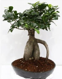 5 yanda japon aac bonsai bitkisi kaliteli taze ve ucuz iekler 