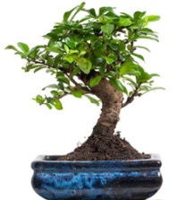 5 yanda japon aac bonsai bitkisi Siteler 14 ubat sevgililer gn iek 