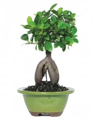 5 yanda japon aac bonsai bitkisi Abidinpaa iek gnderme sitemiz gvenlidir 
