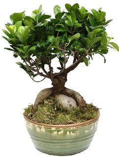 Japon aac bonsai saks bitkisi afaktepe cicekciler , cicek siparisi 
