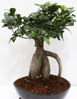 Japon aac bonsai saks bitkisi Hseyingazi iek gnderme 