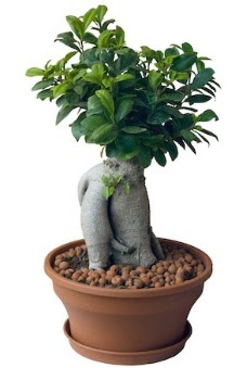 Japon aac bonsai saks bitkisi Mamak internetten iek sat 