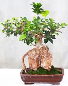 Japon aac bonsai saks bitkisi Mamak iek online iek siparii 