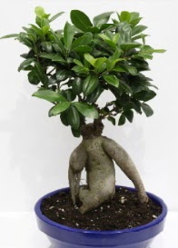 bonsai japon aac saks iei Kkkaya online iek gnderme