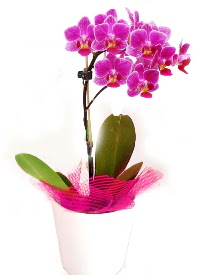 Tek dall mor orkide Cebeci sevgilime hediye iek  
