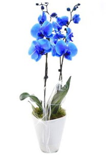 2 dall AILI mavi orkide Siteler 14 ubat sevgililer gn iek 