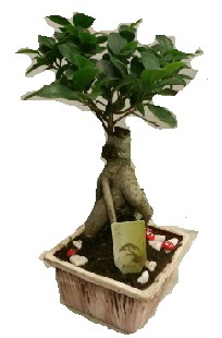 Japon aac bonsai seramik saks Glveren ieki maazas 