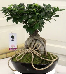 Japon aac bonsai sat Kkkaya online iek gnderme