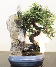 Japon aac bonsai saks bitkisi sat kaliteli taze ve ucuz iekler 