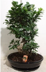 75 CM Ginseng bonsai Japon aac Dikimevi gn iek yolla 