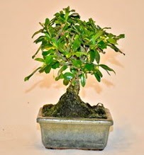 Zelco bonsai saks bitkisi Kkkaya online iek gnderme