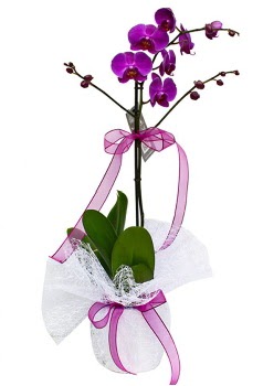 Tek dall mor orkide Cebeci sevgilime hediye iek 