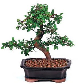thal bonsai japon aac irintepe yurtii iek siparii 