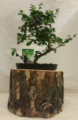 Doal ktk iinde bonsai japon aac afaktepe cicekciler , cicek siparisi 
