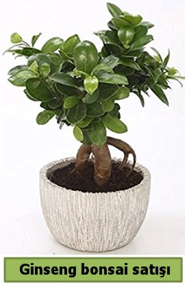 Ginseng bonsai japon aac sat Cebeci sevgilime hediye iek 