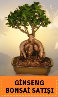 Ginseng bonsai sat japon aac Abidinpaa iek gnderme sitemiz gvenlidir 