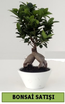 Bonsai japon aac sat Kkkaya online iek gnderme