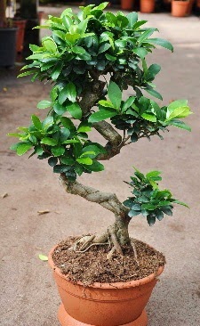 Orta boy bonsai saks bitkisi Dutluk iek siparii vermek 