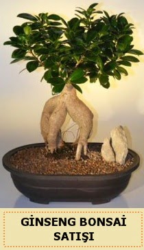 thal Ginseng bonsai sat japon aac irintepe yurtii iek siparii 