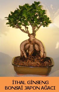 thal japon aac ginseng bonsai sat afaktepe cicekciler , cicek siparisi 