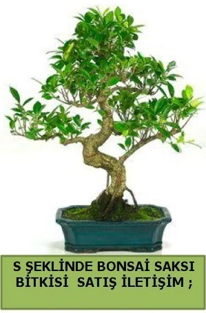 thal S eklinde dal erilii bonsai sat Mamak internetten iek sat 