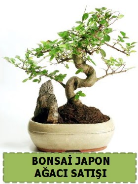 Bonsai japon  aac sat Minyatr thal Dutluk iek siparii vermek 