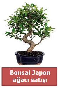 Japon aac bonsai sat irintepe yurtii iek siparii 