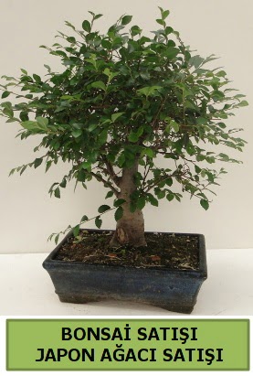 Minyatr bonsai japon aac sat Akdere nternetten iek siparii 