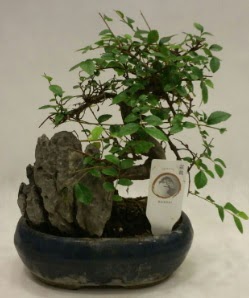 thal 1.ci kalite bonsai japon aac Siteler 14 ubat sevgililer gn iek 