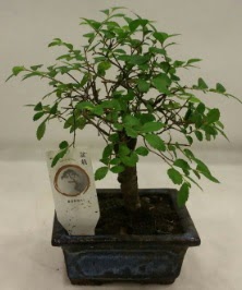 Minyatr ithal japon aac bonsai bitkisi Siteler 14 ubat sevgililer gn iek 