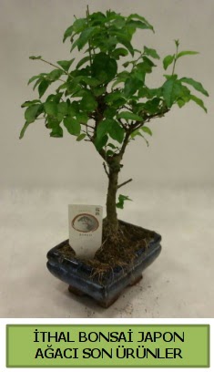 thal bonsai japon aac bitkisi Zerdalitepe cicek , cicekci 