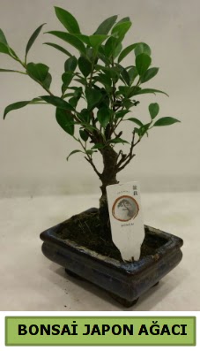 Bonsai japon aac saks bitkisi Kkkaya online iek gnderme