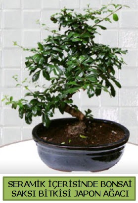 Seramik vazoda bonsai japon aac bitkisi irintepe yurtii iek siparii 