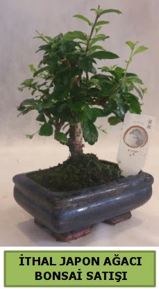 thal japon aac bonsai bitkisi sat Cebeci sevgilime hediye iek 