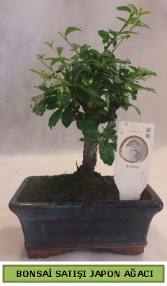Minyatr bonsai aac sat Mamak internetten iek sat 