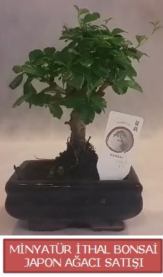 Kk grsel bonsai japon aac bitkisi ahintepe mahallesi iekiler 