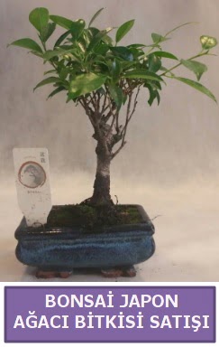 thal Bonsai japon aac bitkisi sat afaktepe cicekciler , cicek siparisi 