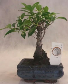 Bonsai aac japon aa bitkisi Hseyingazi iek gnderme 