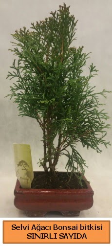 Selvi aac bonsai japon aac bitkisi Siteler 14 ubat sevgililer gn iek 
